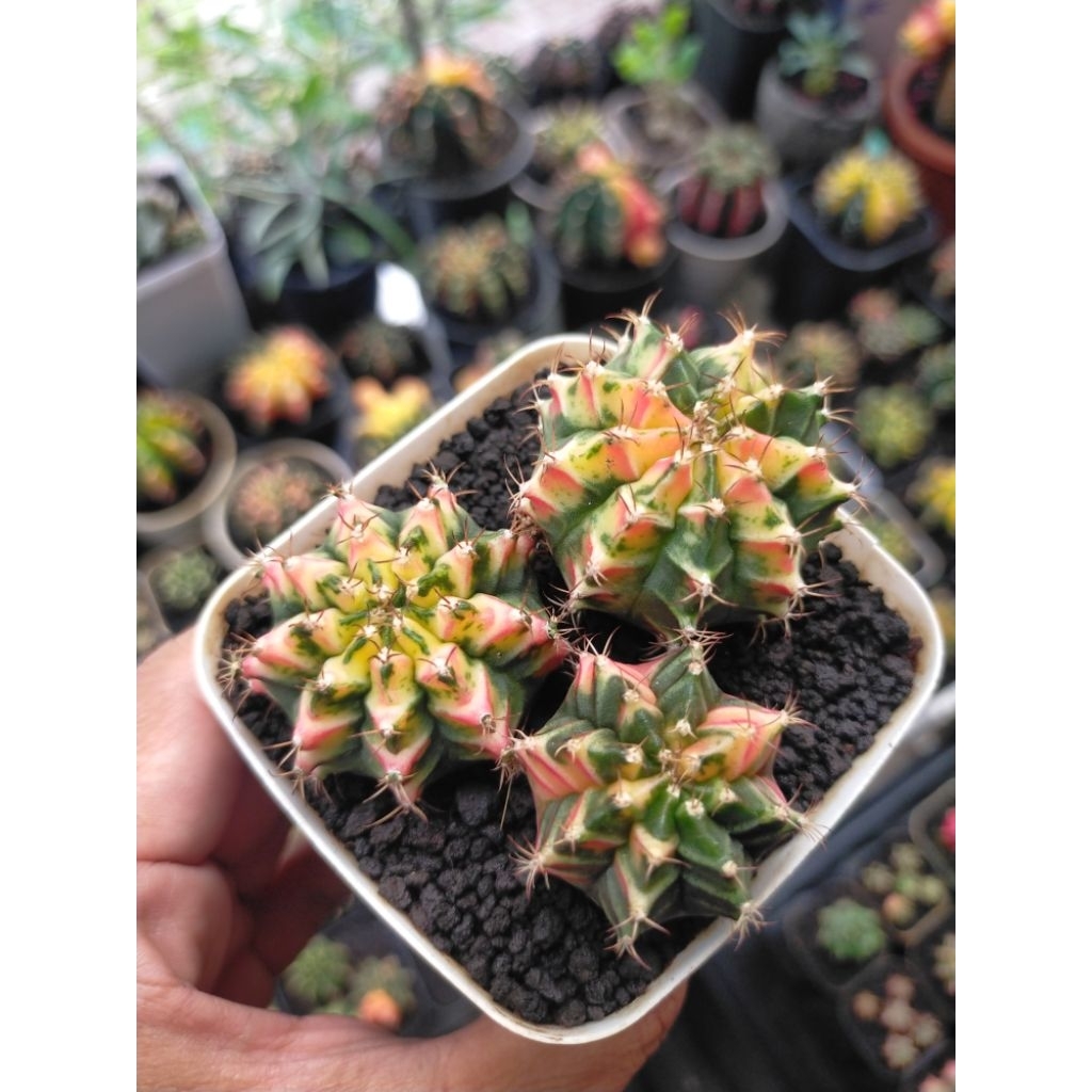 Gymno Miha Hybrid Dan Multicolour Cakep paket