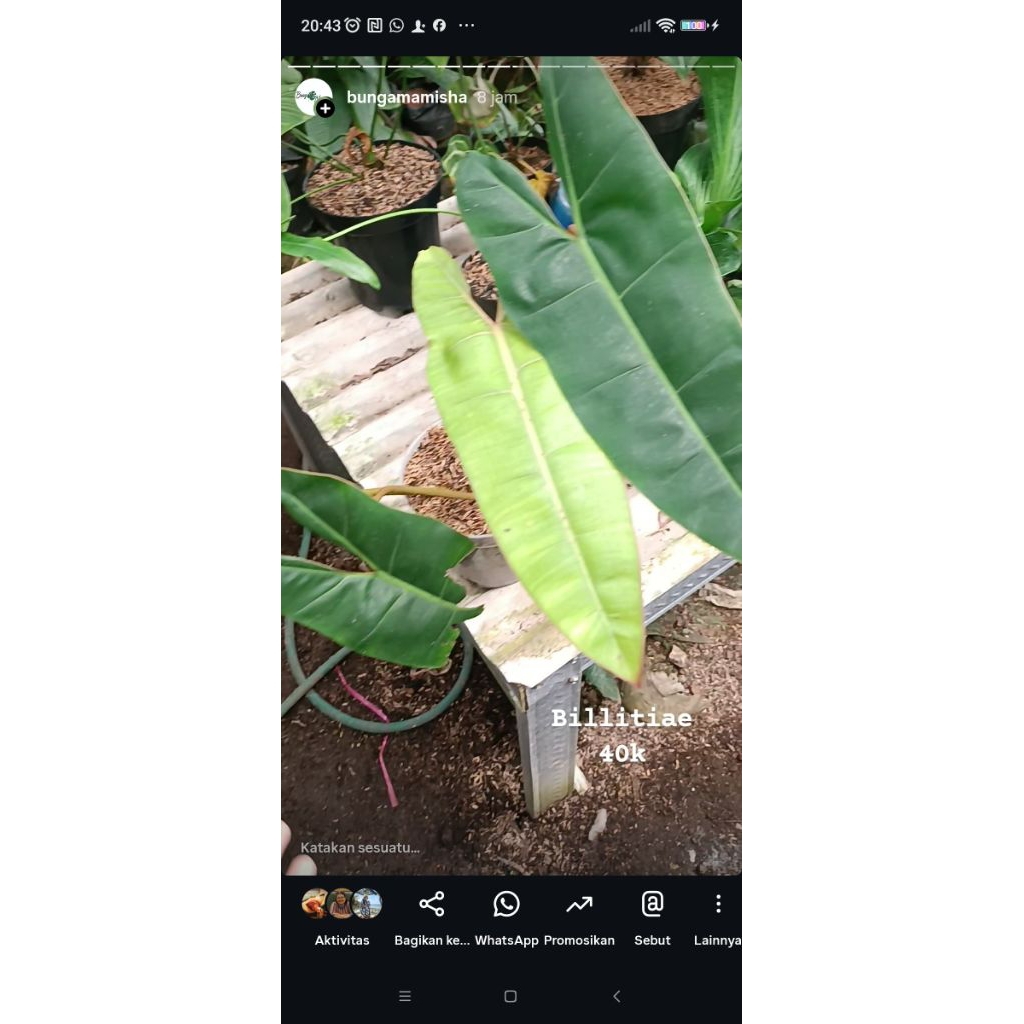 Philodendron Billitiae