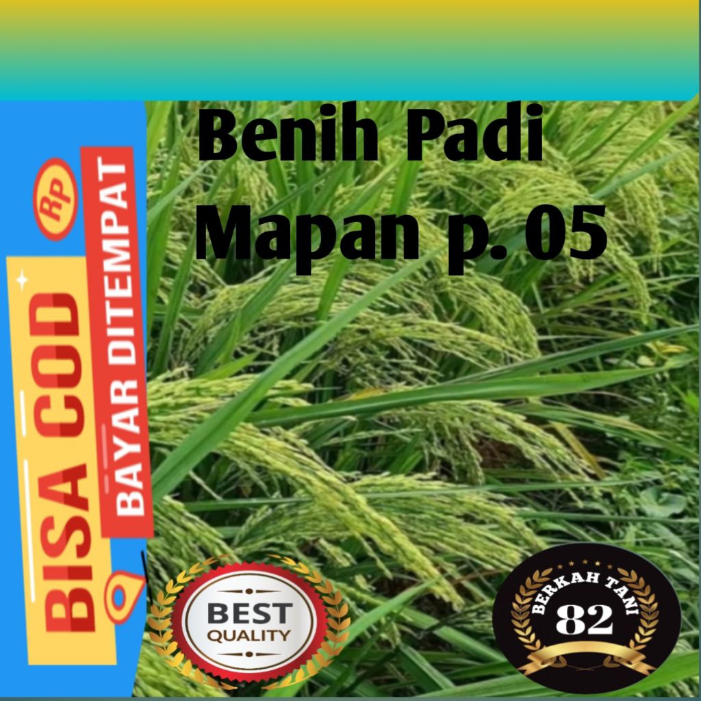 BENIH PADI MAPAN P. 05 BENIH PADI UNGGUL BERKUALITAS 5KG