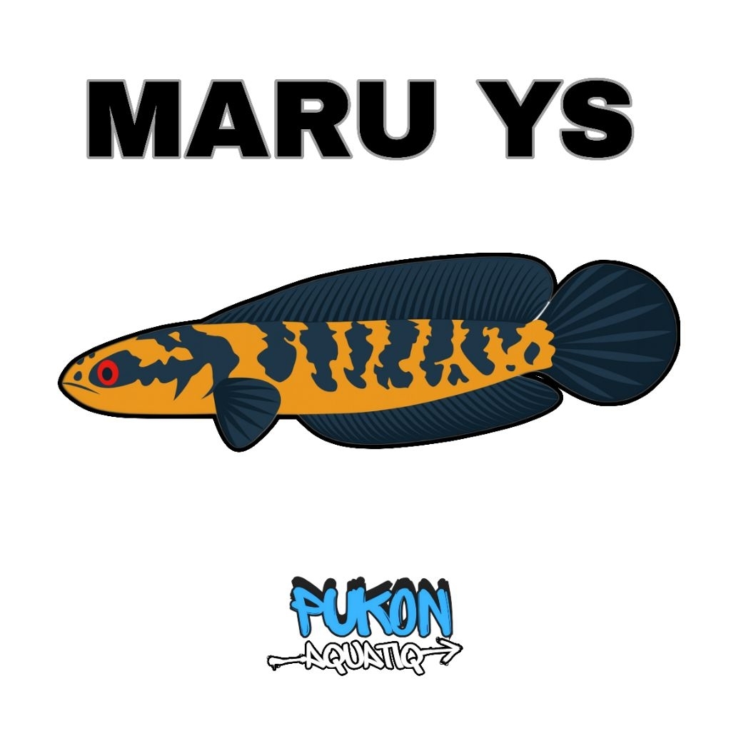 Ekstrak ketapang cair Maru YS calon simet 8-10cm