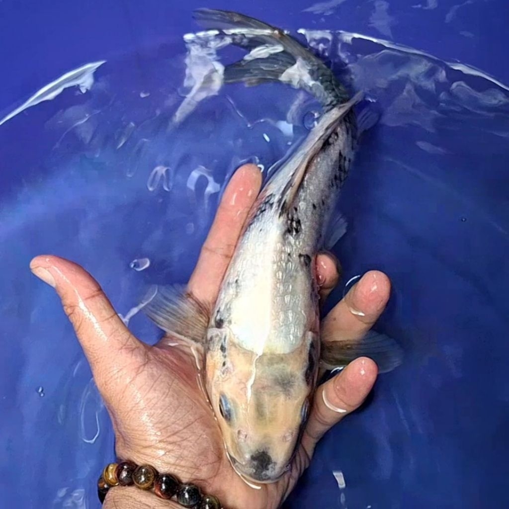 Ikan Koi Blitar Jenis Shiro / Rumah Koi Jakarta / kode 009
