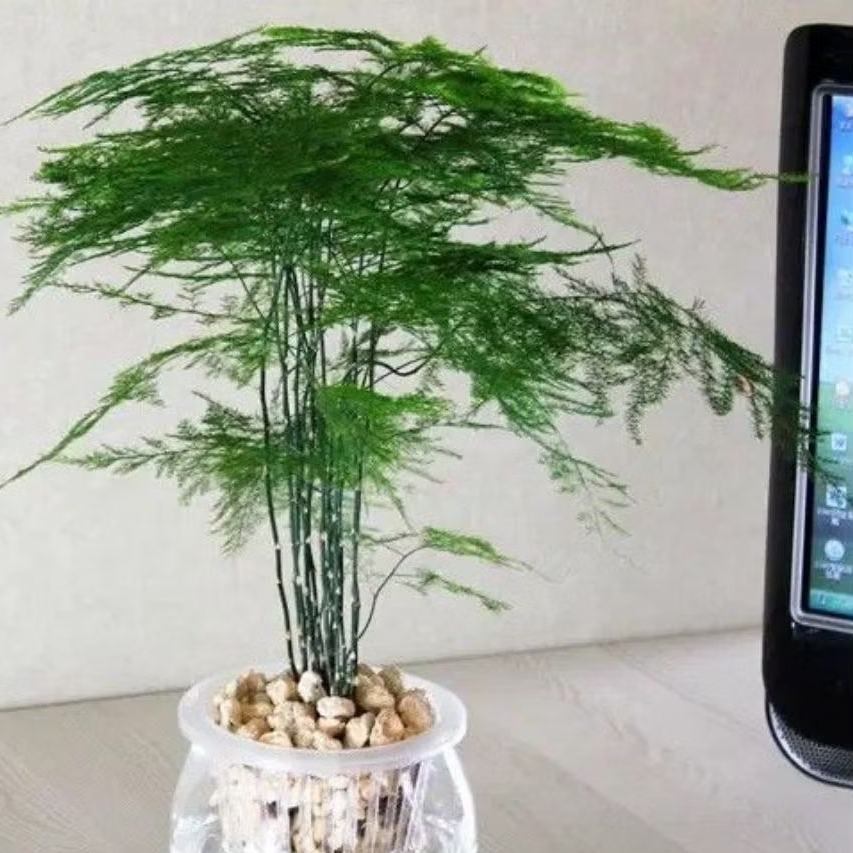 Tanaman hias asparagus - penyegar ruangan - pohon asparagus
