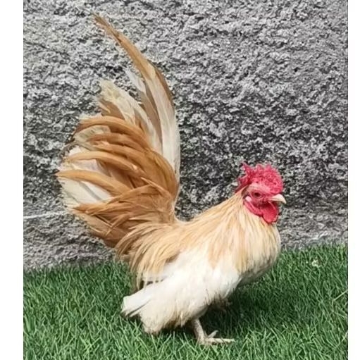 ayam kate jantan dewasa