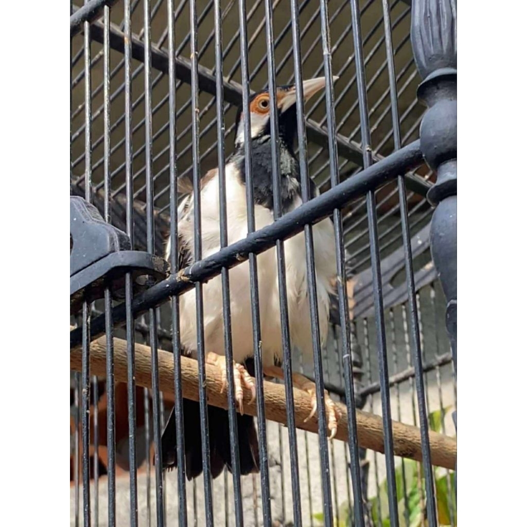 Jalak suren gacoran mantap