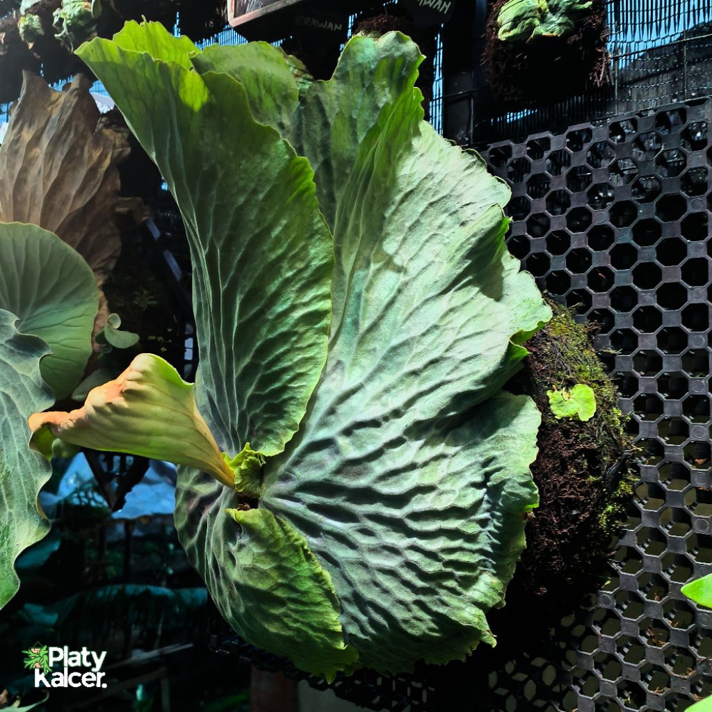 TANAMAN PLATYCERIUM ERAWAN (elephantotis x madagascar)ORIGUNAL PUP