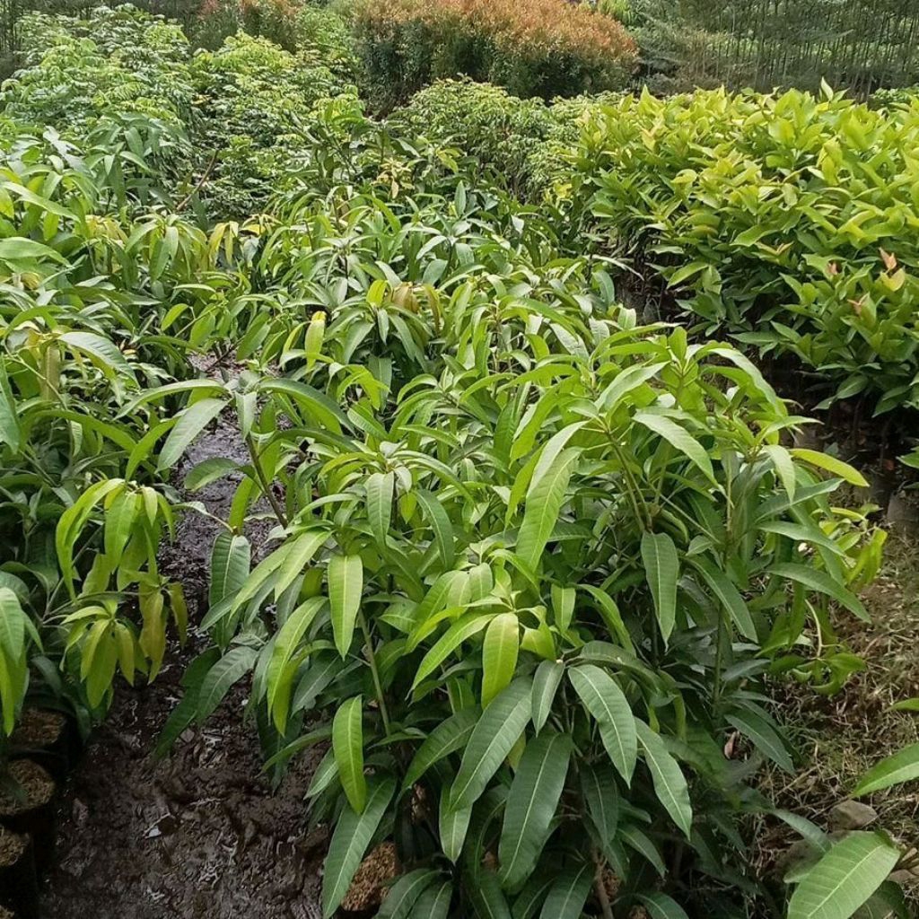 bibit mangga segala jenis 2-10