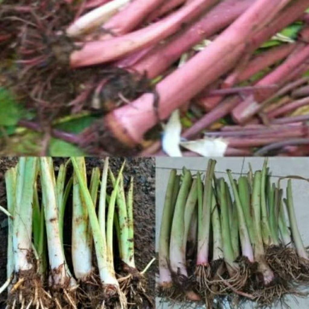 Bibit talas pratama 1, talas bogor bibit unggul isi 20 batang