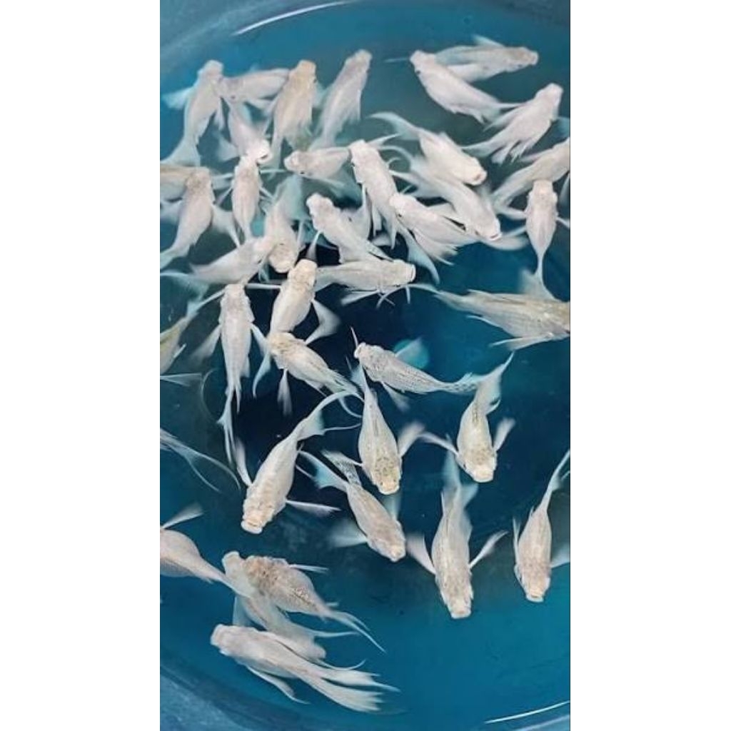 Molly platinum cawang