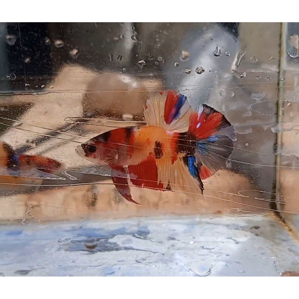 HMPK Nemo yellowbase