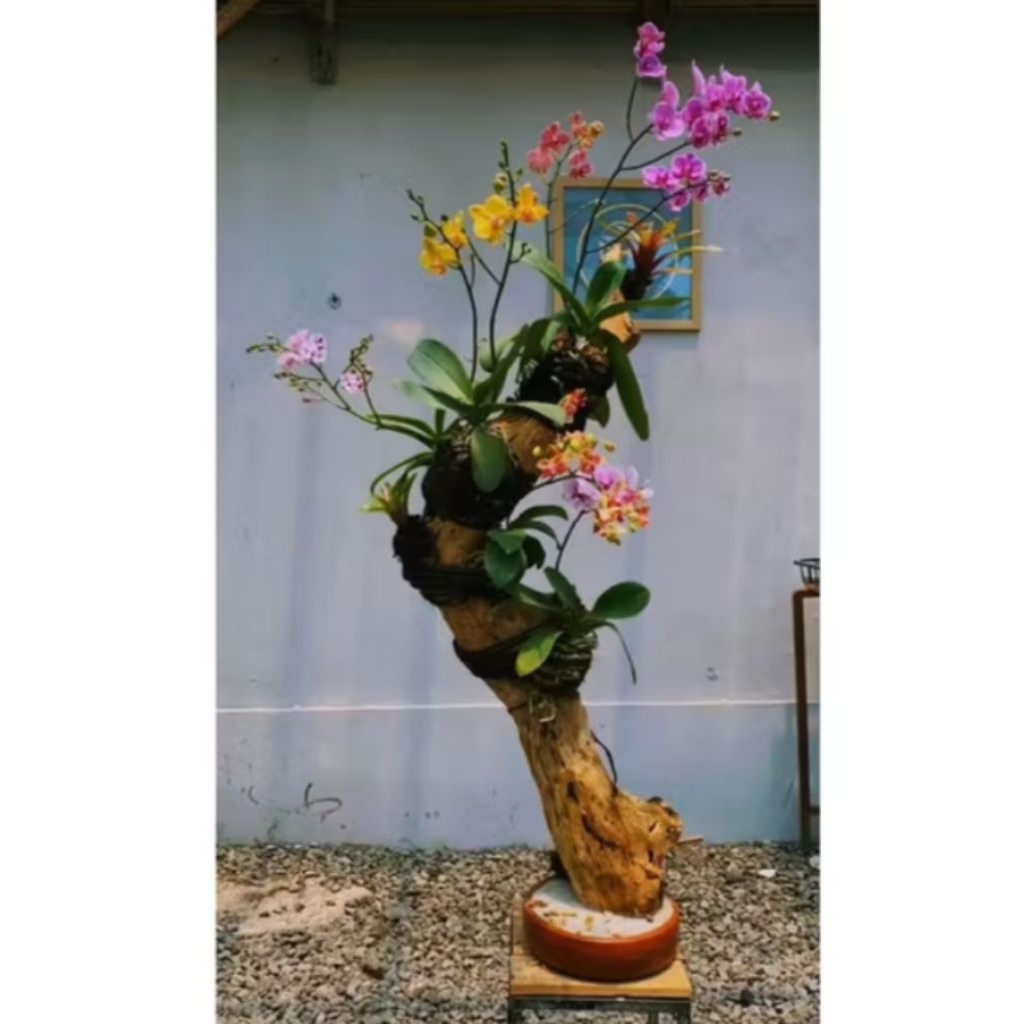 media tanam anggrek bonggol kayu kopi/tinggi 110cm+tatakan kayu bulat