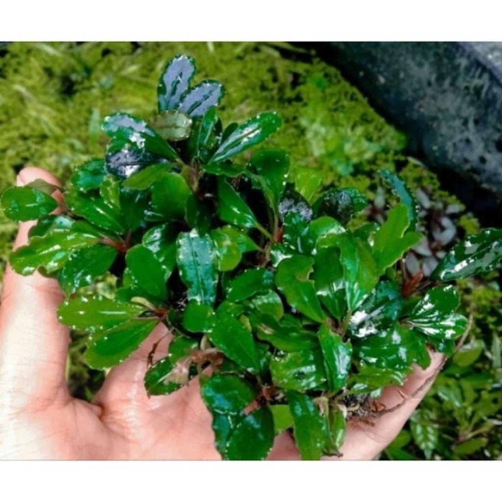 bucephalandra