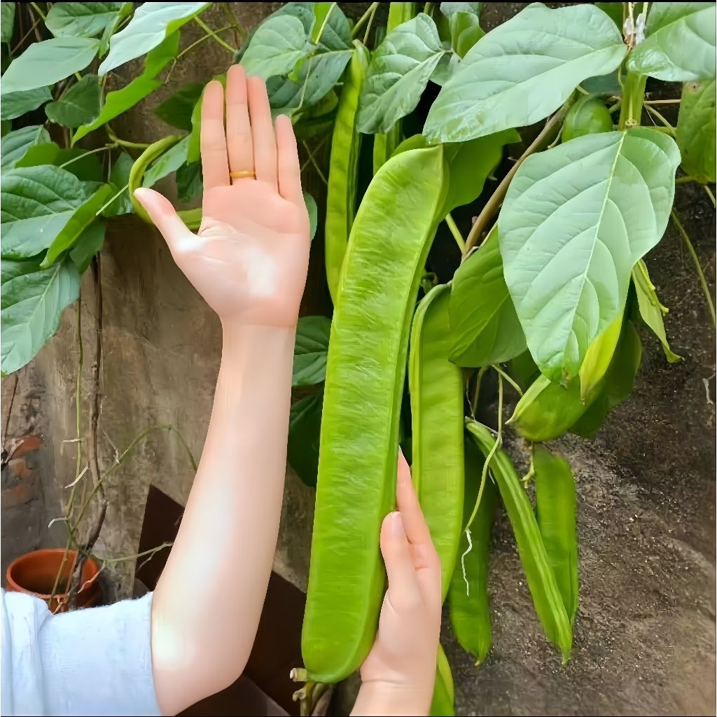 2 Butir Benih Koro Pedang unggul Benih Kacang Koro Pedang