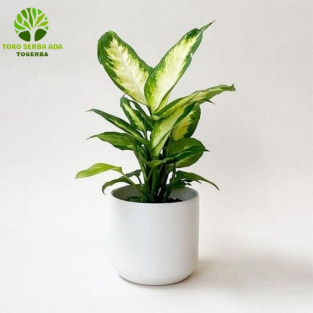 Aglonema Diven Tisu Golden Tanaman Hias Aglonema Murah Aglonema Cantik