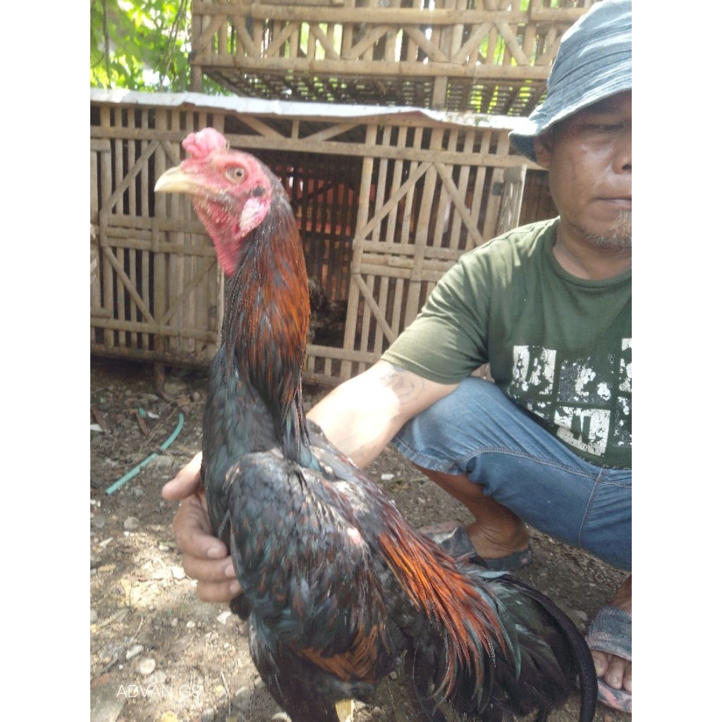 Materi Kandang Super Shamokhoe dan Mangon Yokeree