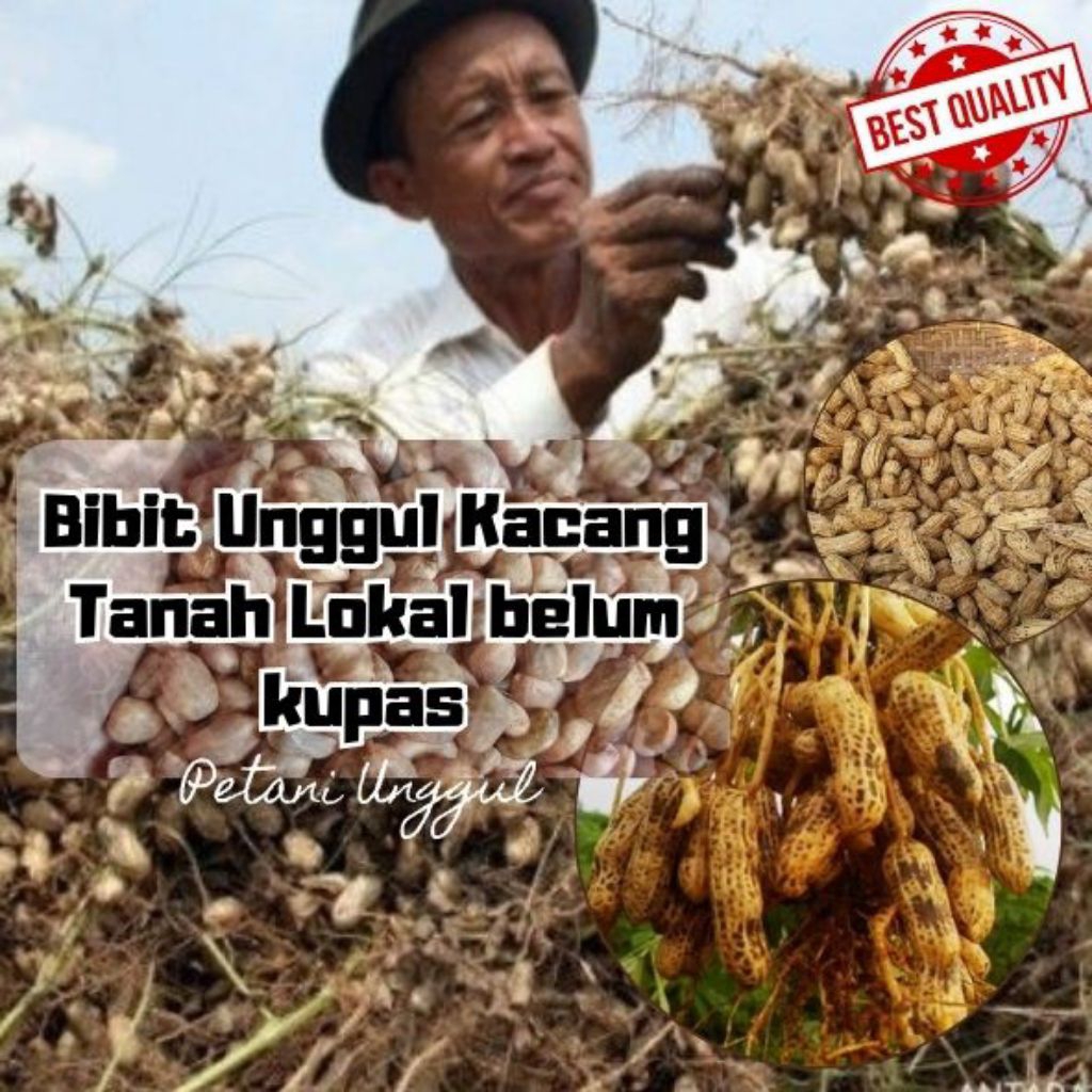 (BENIH) Kacang Tanah Super Unggul filihan petani,BENIH kacang tanah tidak kupas 500 gr,kacang tanah 