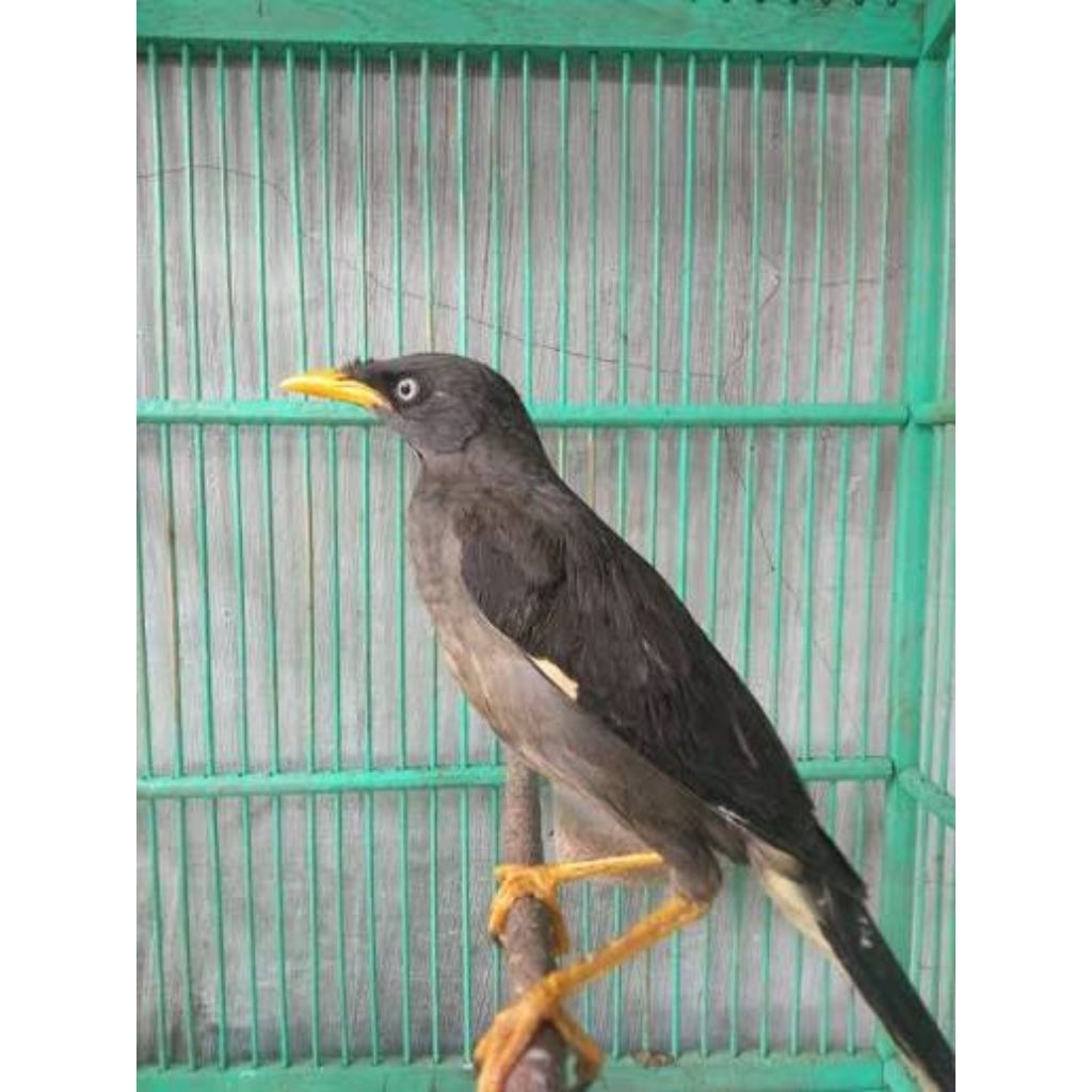 Jalak kebo betina siap produksi