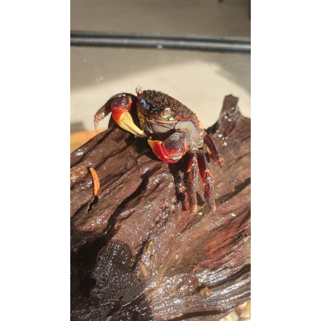 Kepiting Hias Red Spider Air tawar