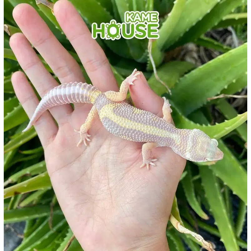Gecko Tremper BS Male