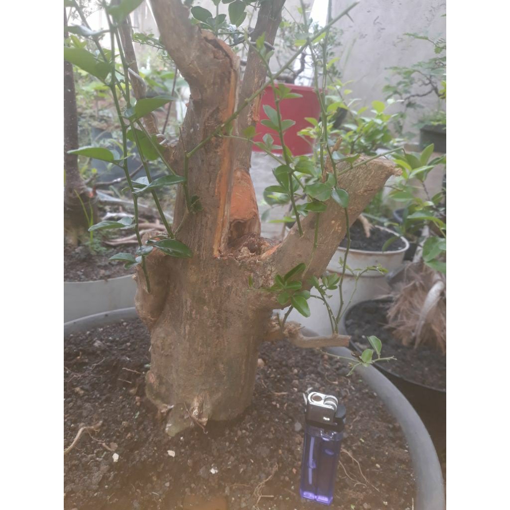 bahan bonsai jeruk kingkit