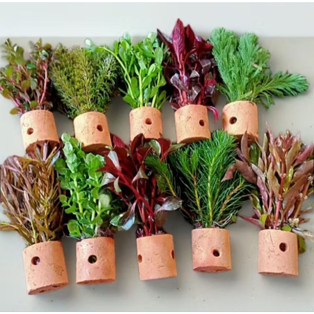 Tanaman Aquascape, Aquascape Tanaman, Variasi Tanaman Mix