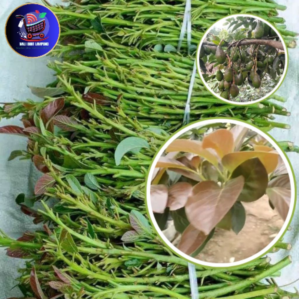 Entres / pucuk alpukat red vietnam dari indukan sudah berbuah, 20rb/15batang