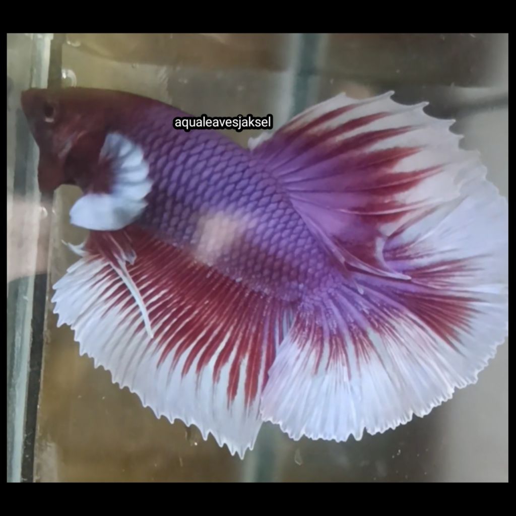 ikan cupang halfmoon lavender big ear