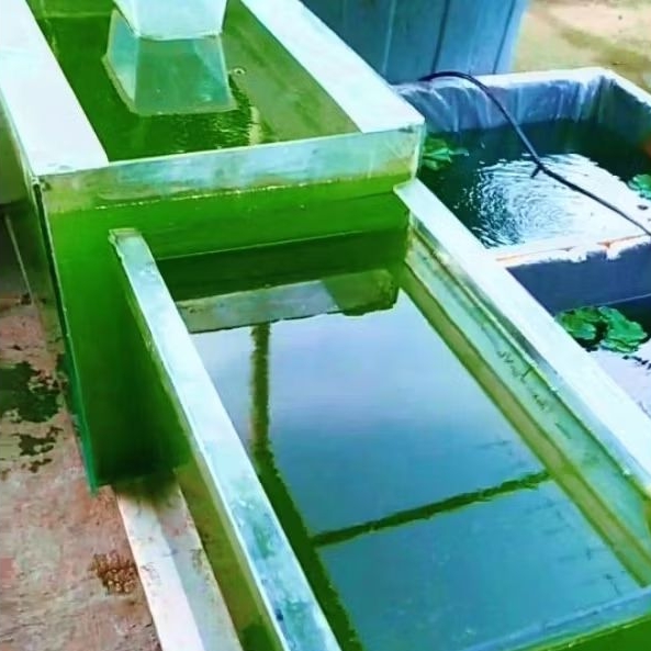 Starter Green Water Pakan Kutir Kutu Air