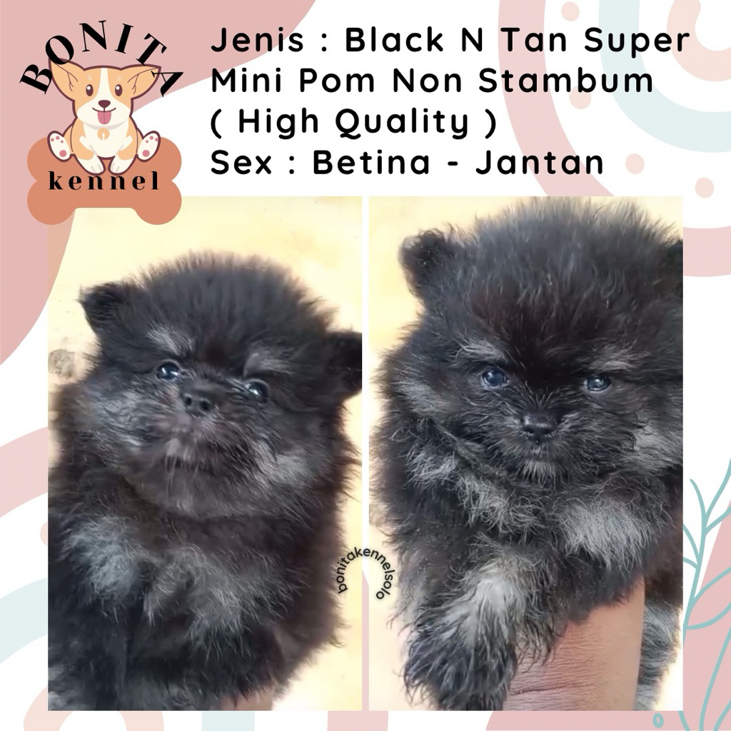Super Mini Pom Non Stambum Jantan Betina Anak Anjing Minipom Pomeranian