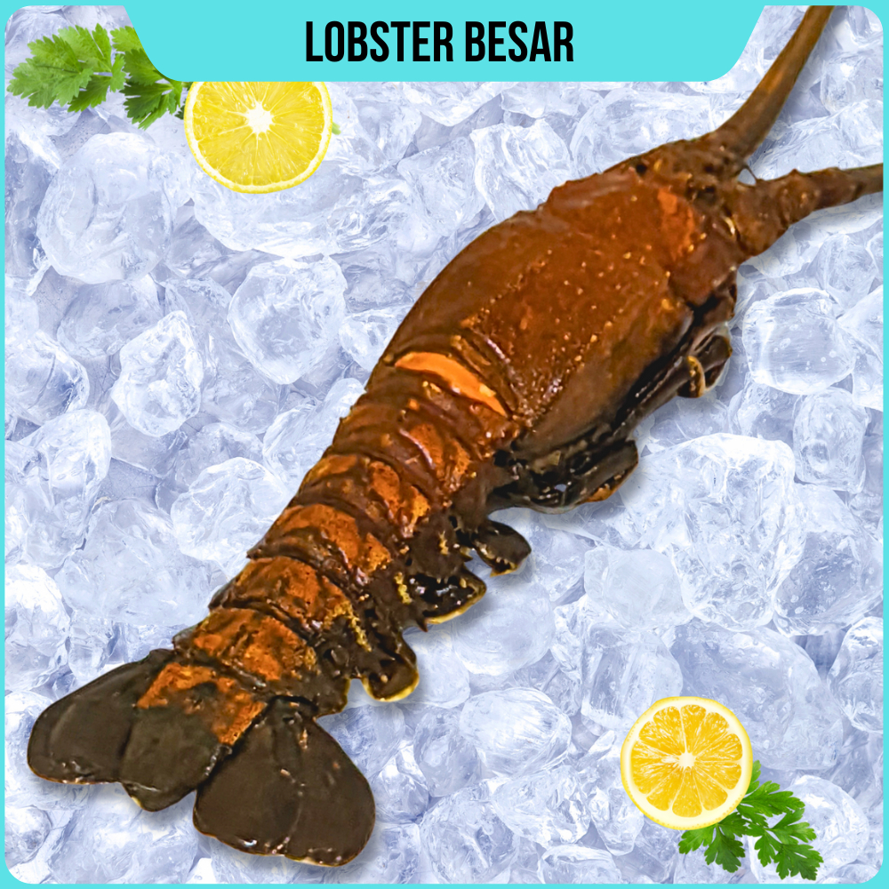 Lobster Laut Fresh Frozen