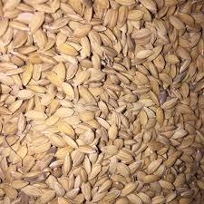 GABAH BANGKOK 500 GRAM GABAH PADI LAMPUNG MAKANAN BURUNG AYAM LOVEBIRD PERKUTUT MERPATI DERKUKU