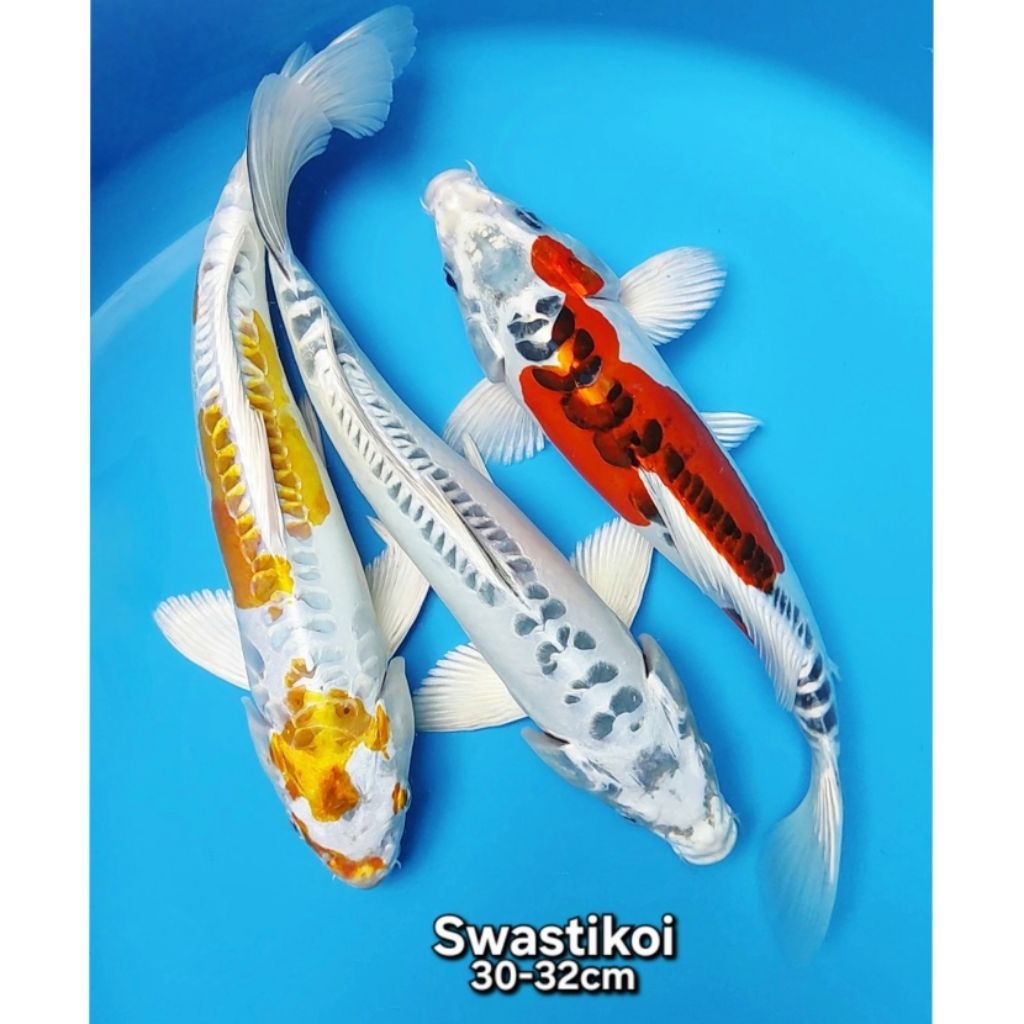 Ikan koi blitar 3 ekor jumbo bagus