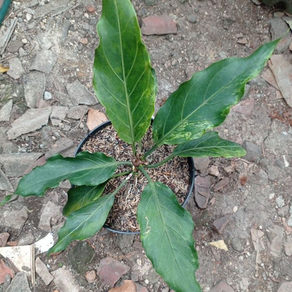 Tanaman Hias Anthurium Gelombang Cinta Variegata