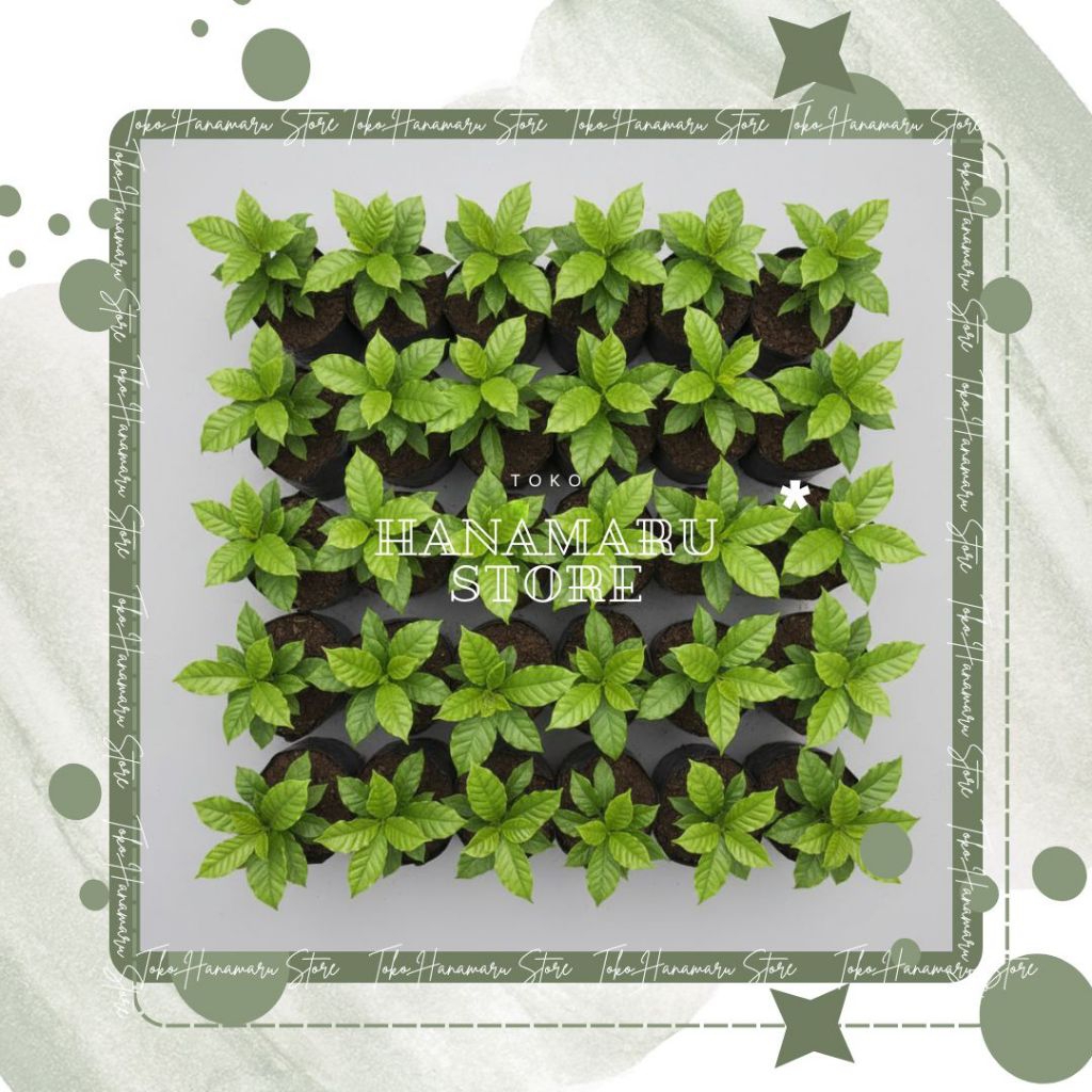 Promo 10 Bibit Kopi Robusta Super / Bibit Kopi Berkualitas