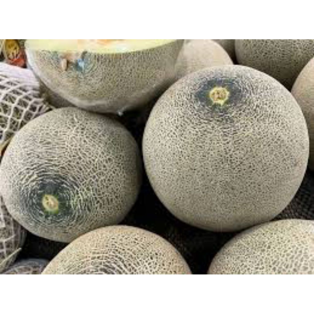 buah melon madu segar 2kg