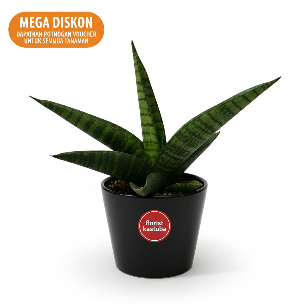 Tanaman sensivera Hybrid Marsha Anjani Penghirup Udara Paling Efektif