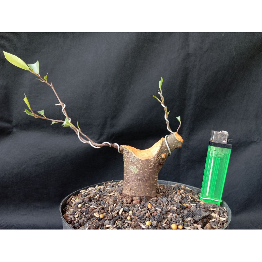 bahan bonsai iprik ficus retusa (ip1) - REAL PICT