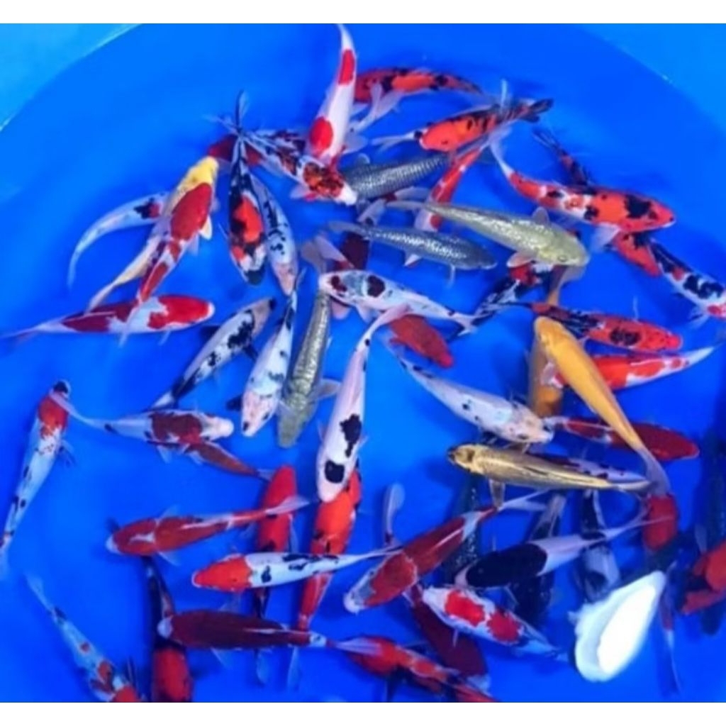 Hiasan aquarium BELI 10 BONUS 1 - Ikan Koi kecil -IKAN KOI BLITAR BIBIT UNGGUL 4-7 cm bergaransi