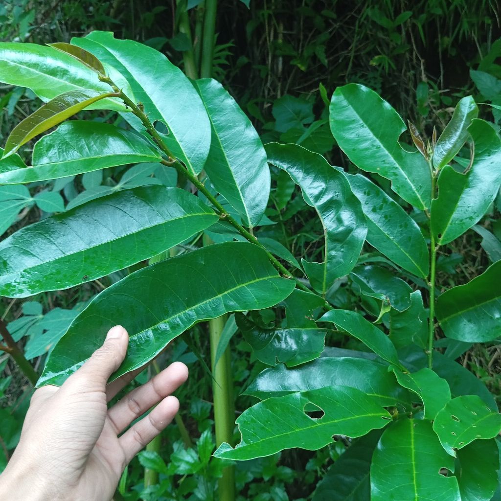 Daun buah huni atau buni segar 250 gram