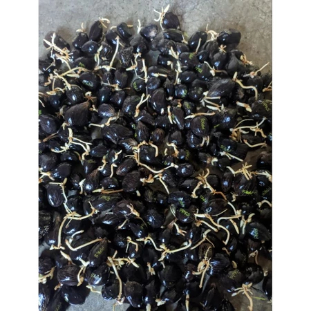 Bibit Kecambah Kelapa Sawit Simalungun / PPK  Unggul Bersertifikat RESMI