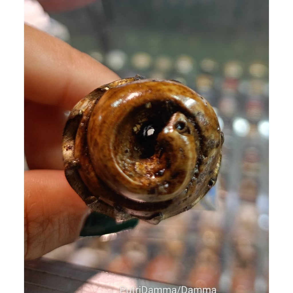 Cincin Fosil keong/kool Buntet(natural)