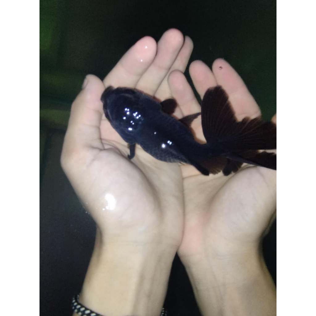 Mainan Oranda black 12cm
