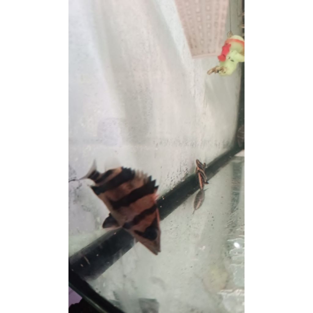 Datz Borneo 3 Bar 6/7cm