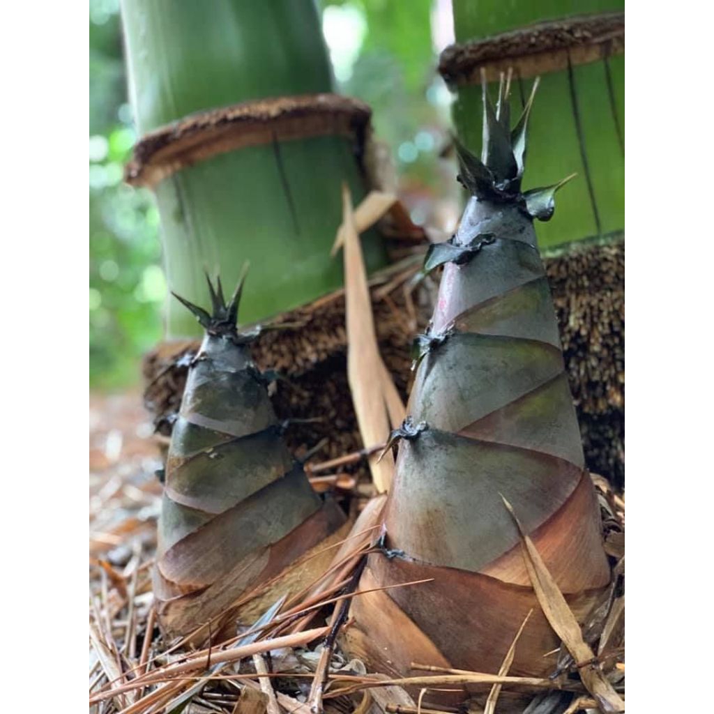 rebung bambu muda fress per500gr