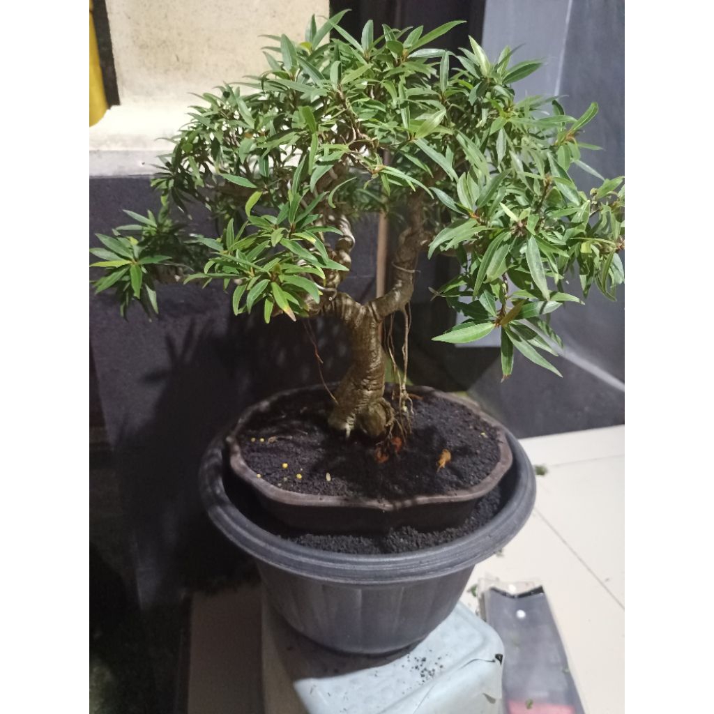 Bonsai beringin california