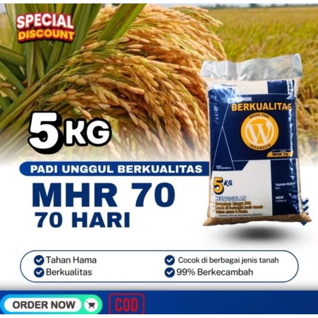 Gabah padi MHR 70