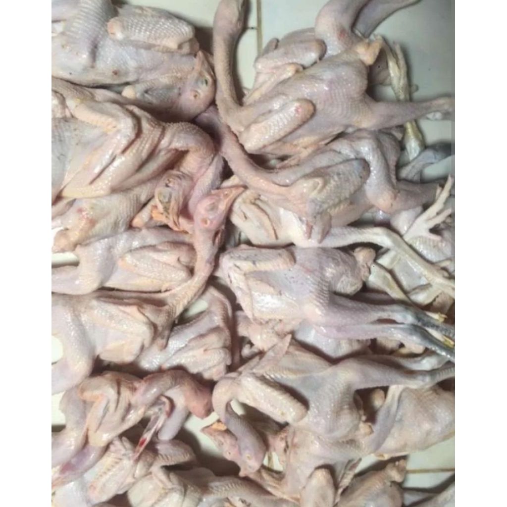 Ayam kampung asli umbaran berat hidup 0.9kg