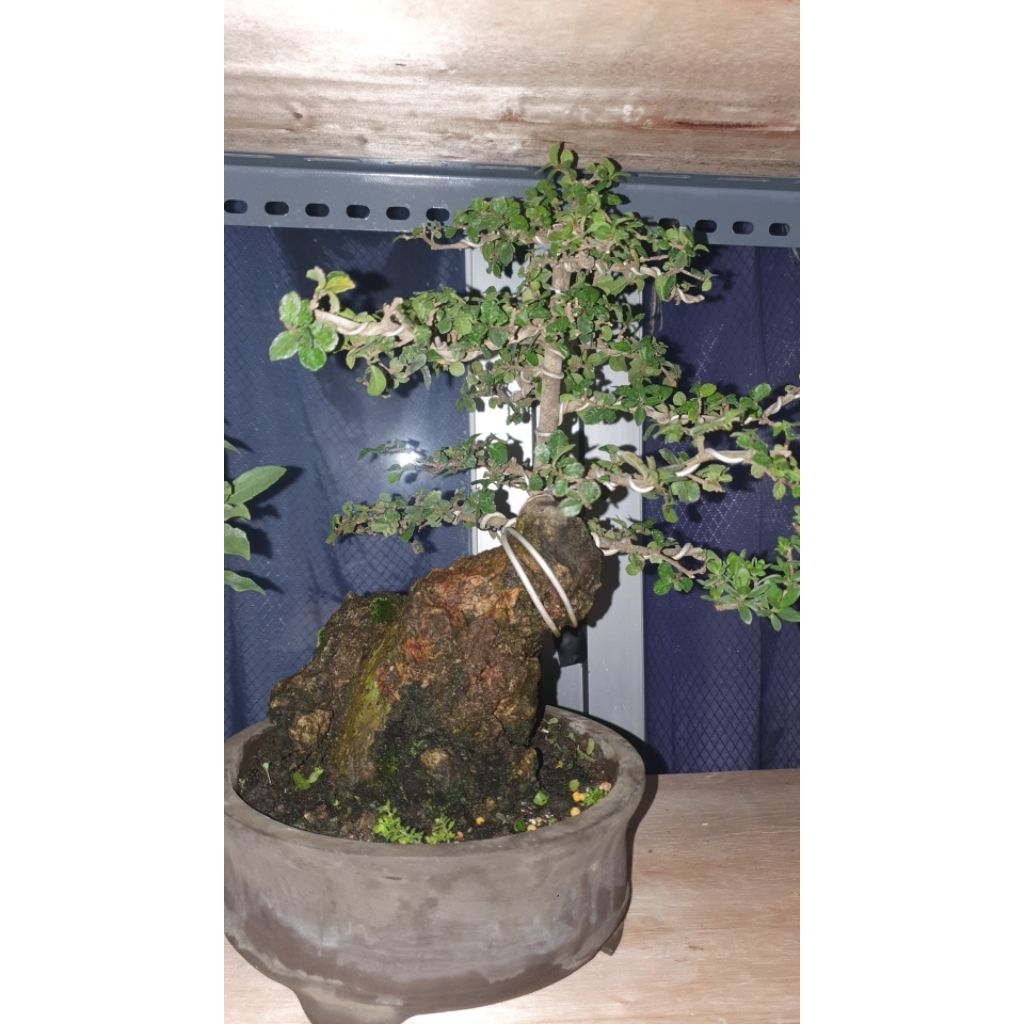 Bonsai Serut Mame