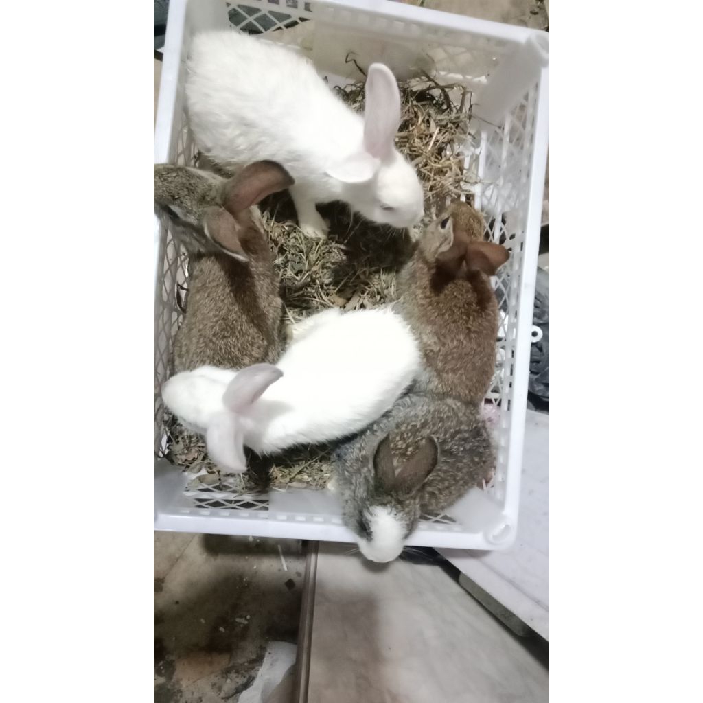 Kelinci NZW Nayla Bibit Kelinci Hias Pedagingusia 3 -4bulan