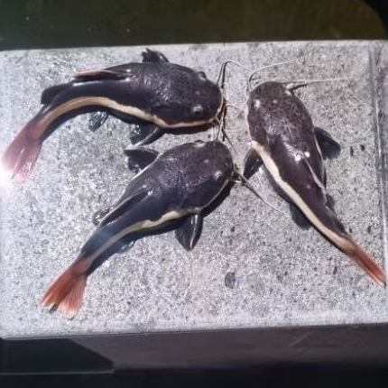 RTC Hiasan aquarium Red Tail Catfish ikan lele brazil