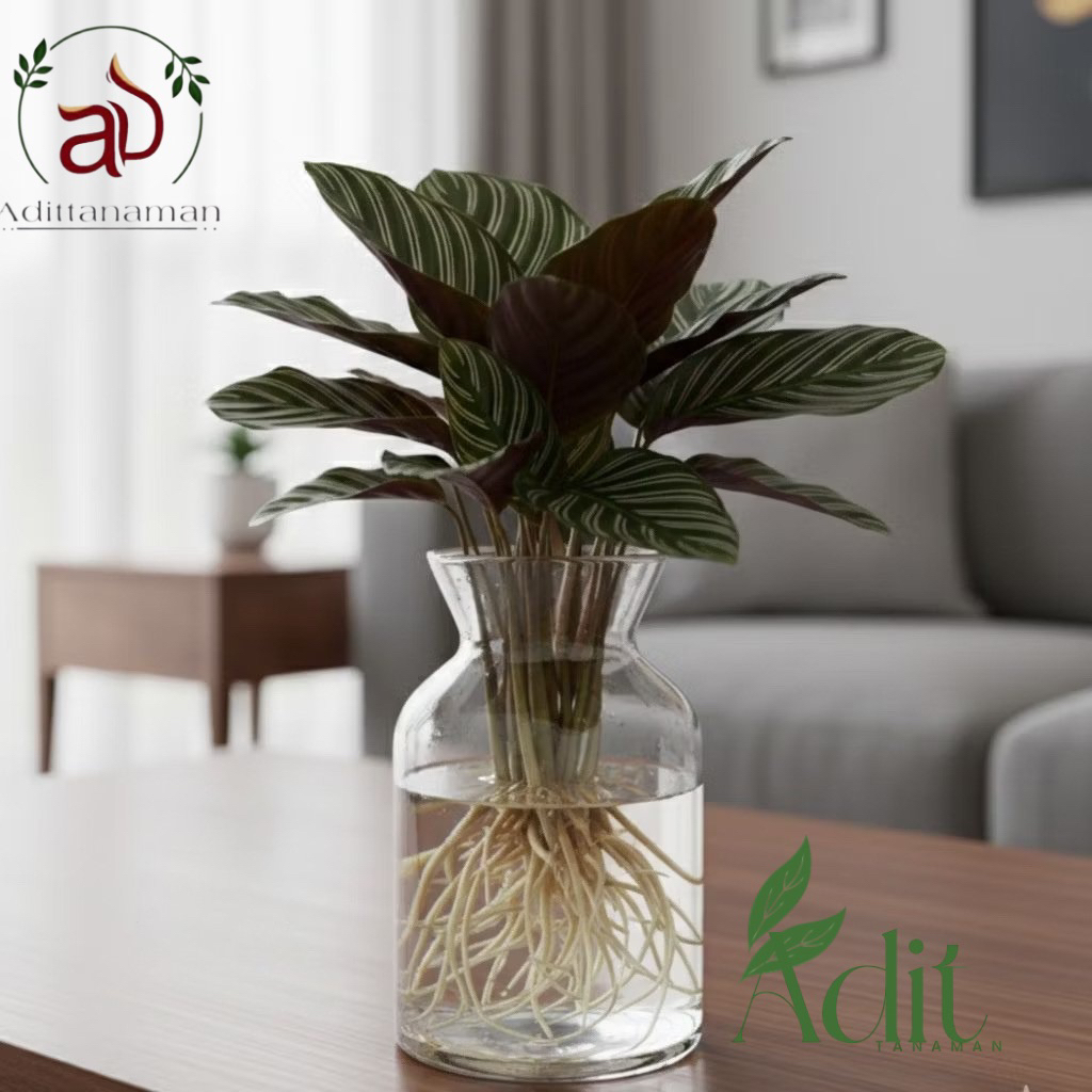 ( PLUS VAS KACA ) Tanaman media air calathea ornata pink striped - tanaman calathea ornata Tanaman m